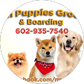 Golden Puppies profile picture